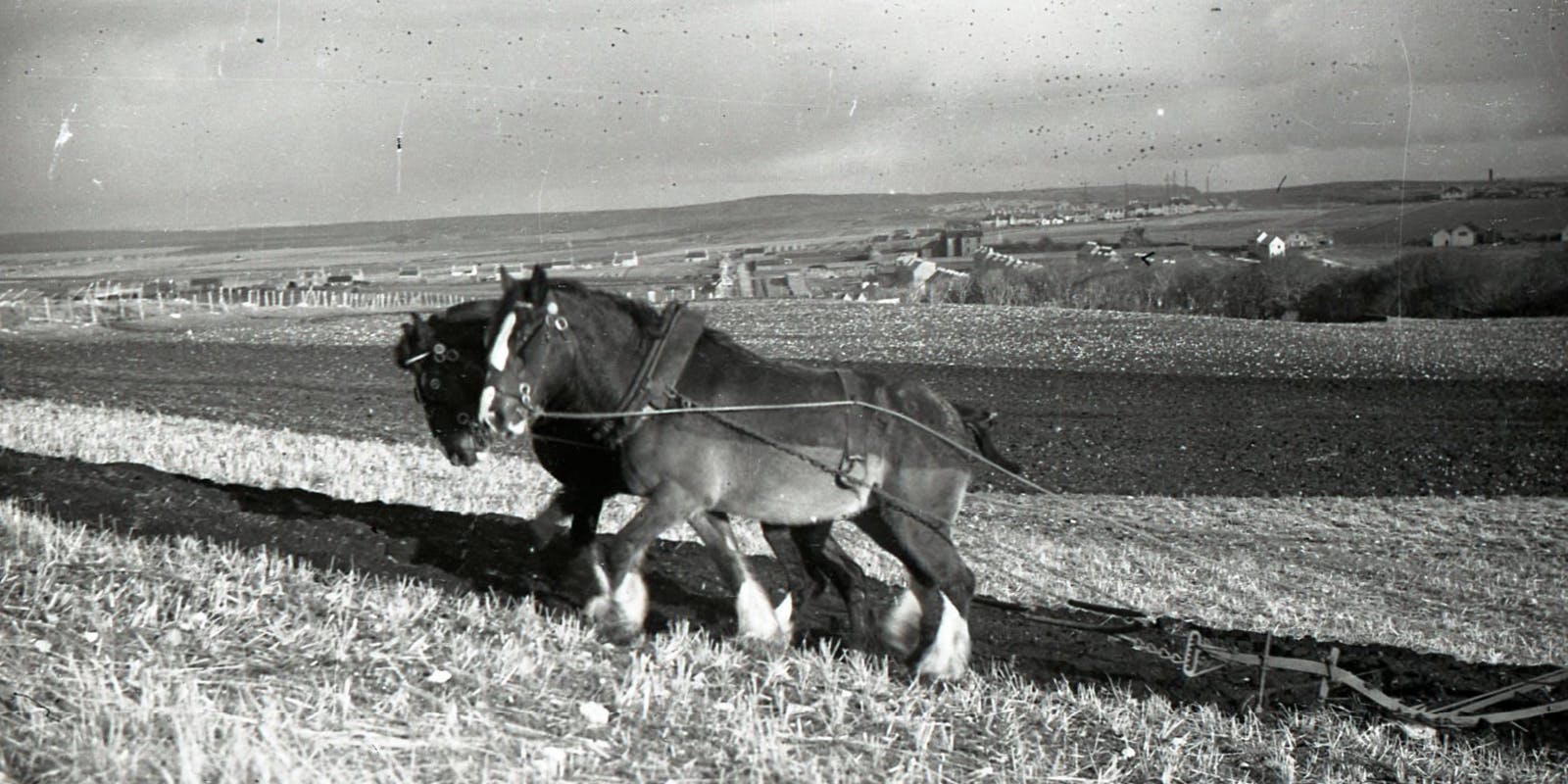 A black and white image showing two horses harnessed to a plow, cultivating the land.