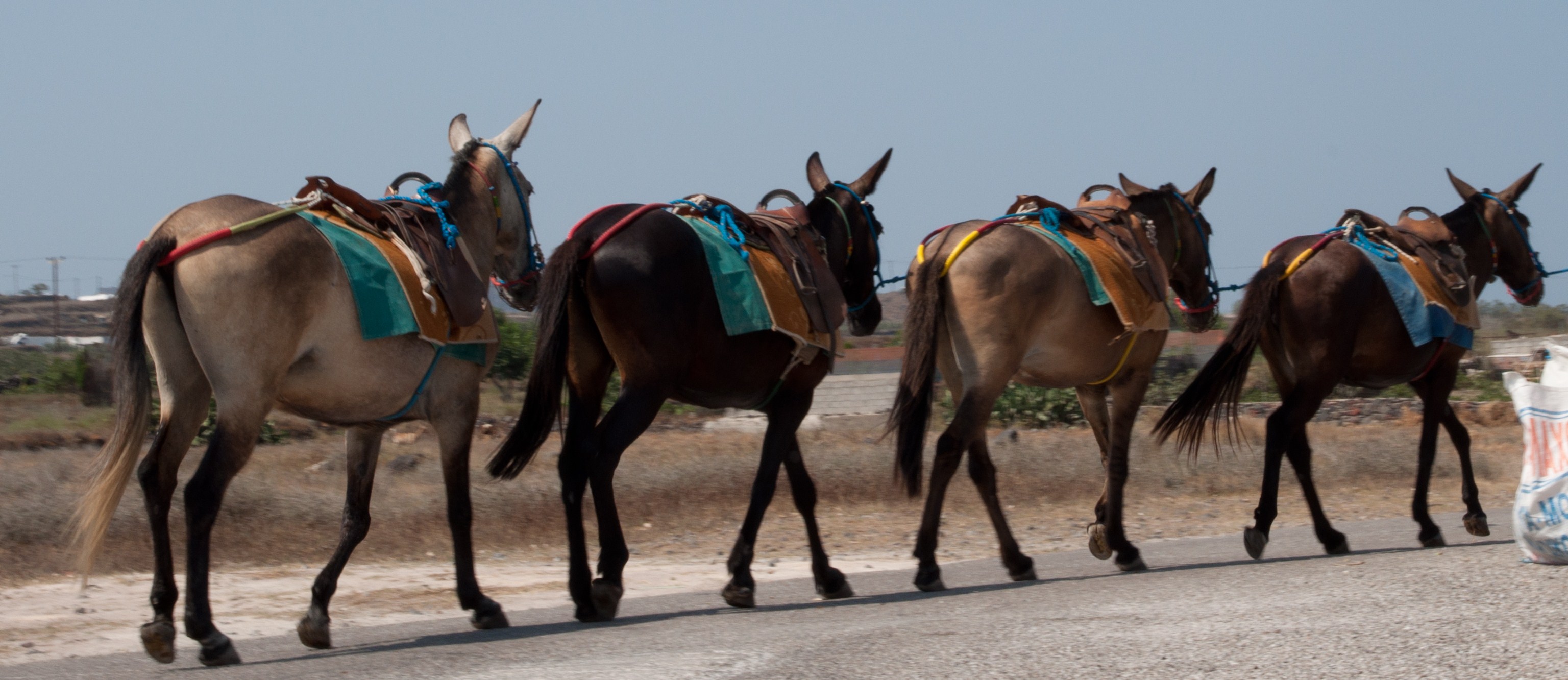 Santorini Donkeys