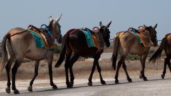 Santorini Donkeys