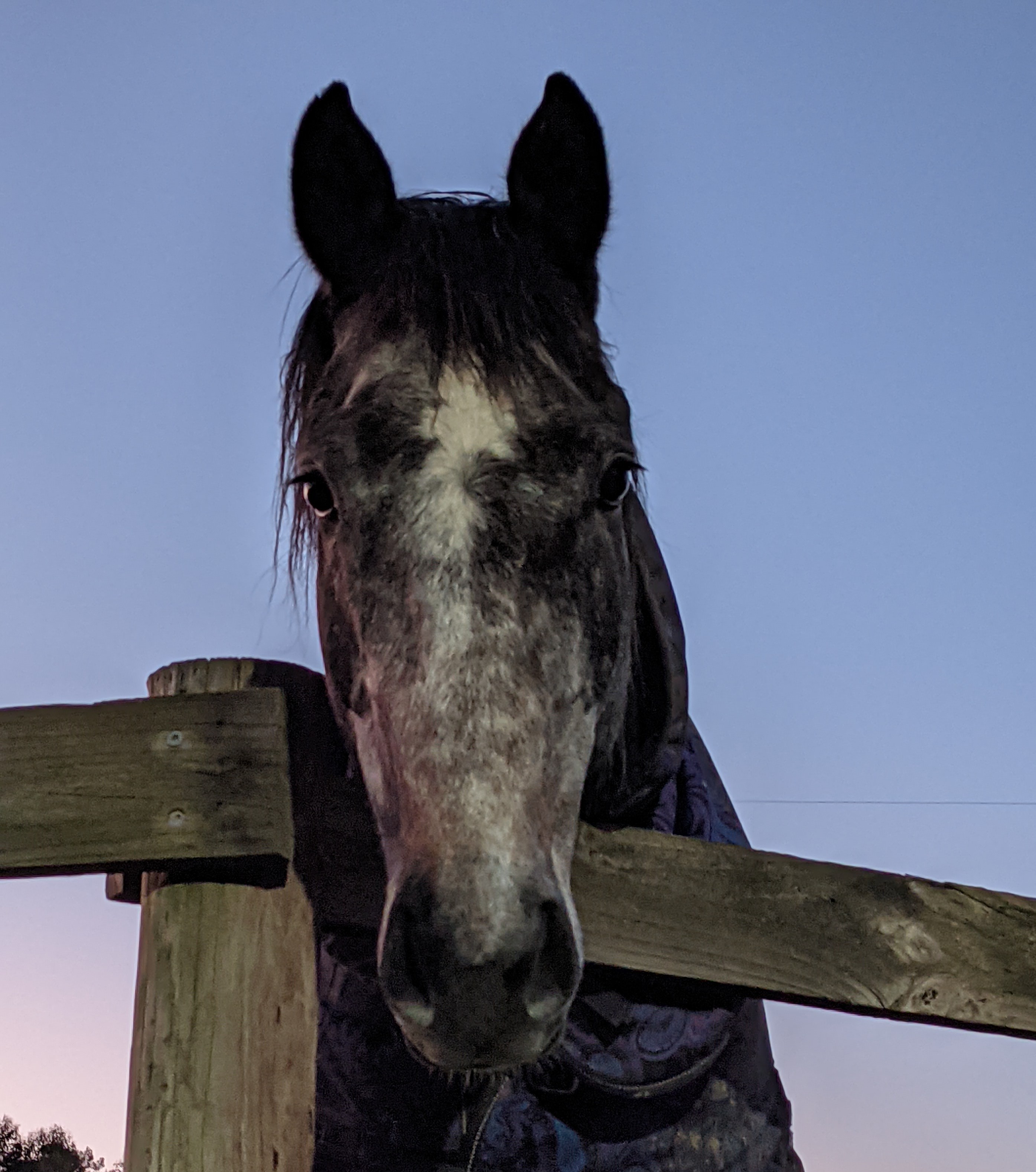 Striker one of our many horses