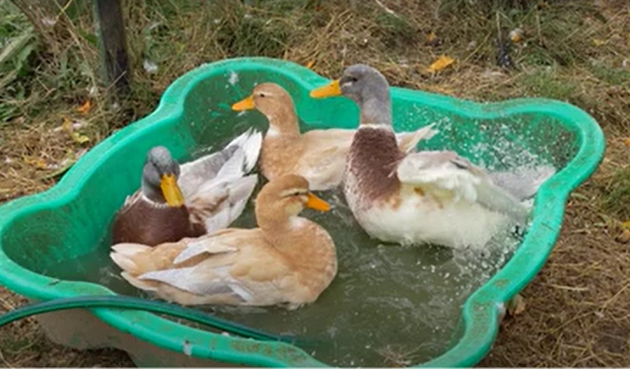 Duck pool party