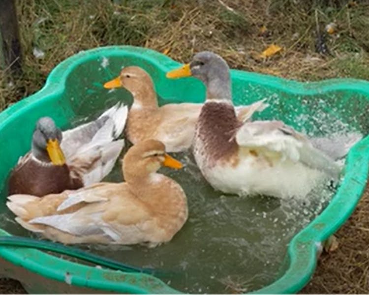 Duck pool party