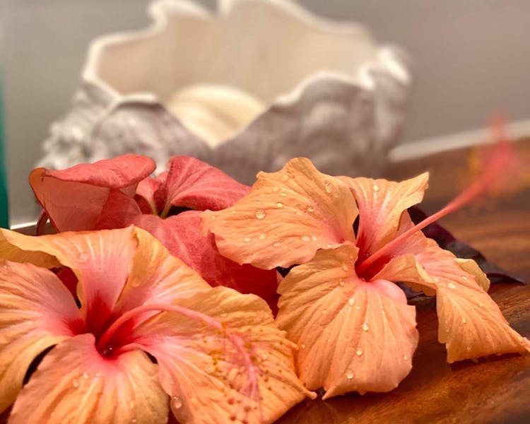 muri-beachcomber-rarotonga-flowers-hibiscus