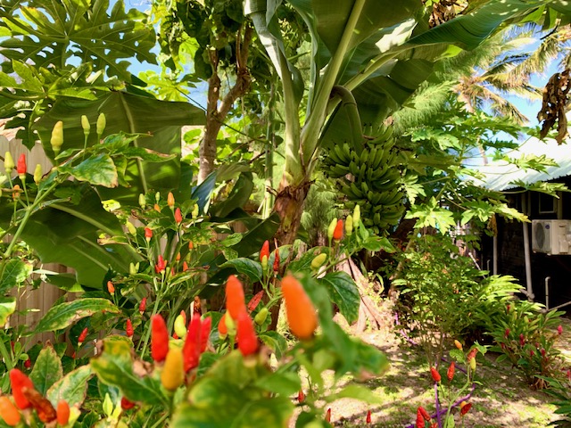 muri-beachcomber-rarotonga-gardens-chillies