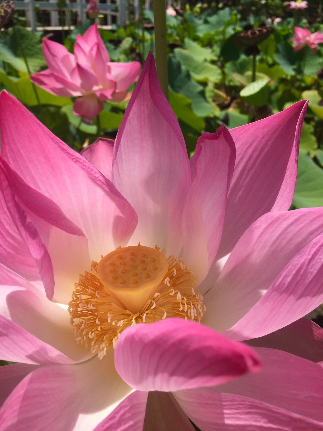 muri-beachcomber-rarotonga-lotus-garden