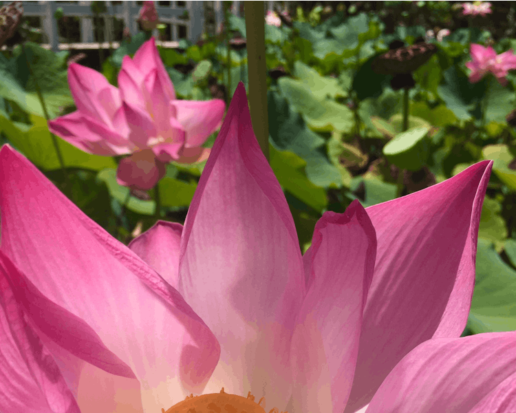 muri-beachcomber-rarotonga-lotus-garden