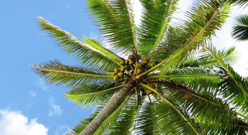 muri-beachcomber-rarotonga-coconut-tree