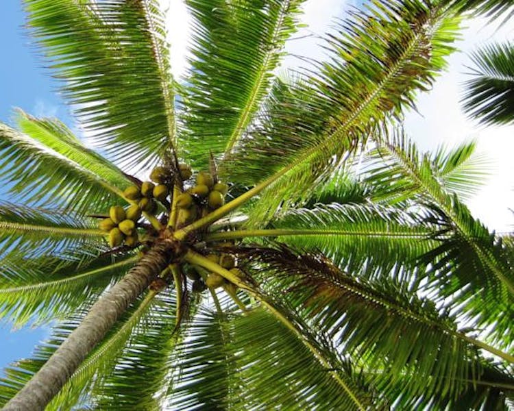 muri-beachcomber-rarotonga-coconut-tree