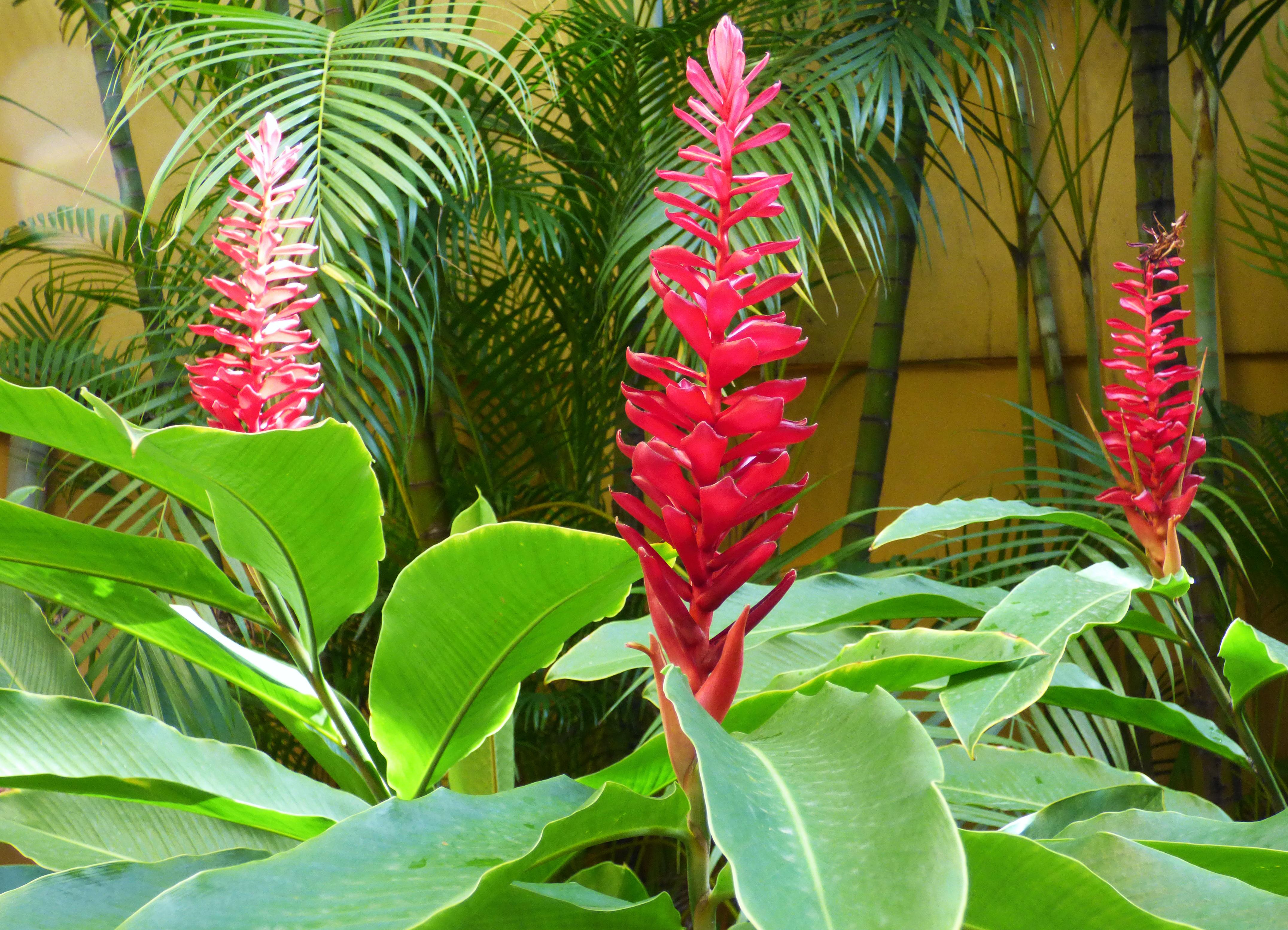 Restaurante Pelô Bistrô ambiente do jardim com flores
