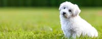 Dog relaxing on grass
