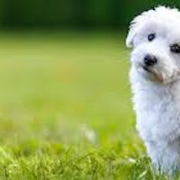 Dog relaxing on grass