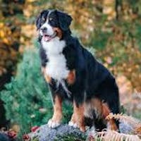 Dog carrying stick
