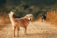 Dog with ball on trail