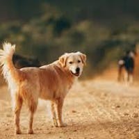 Dog with ball on trail