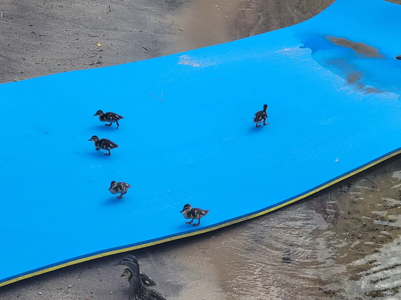 Kid-Friendly Wildlife at Dayspring Cottages - Adorable Ducklings on Lily Pad by the Beach