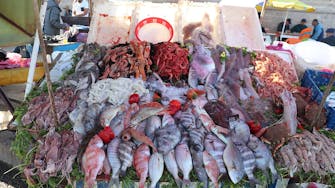Essaouira puerto venta pescado