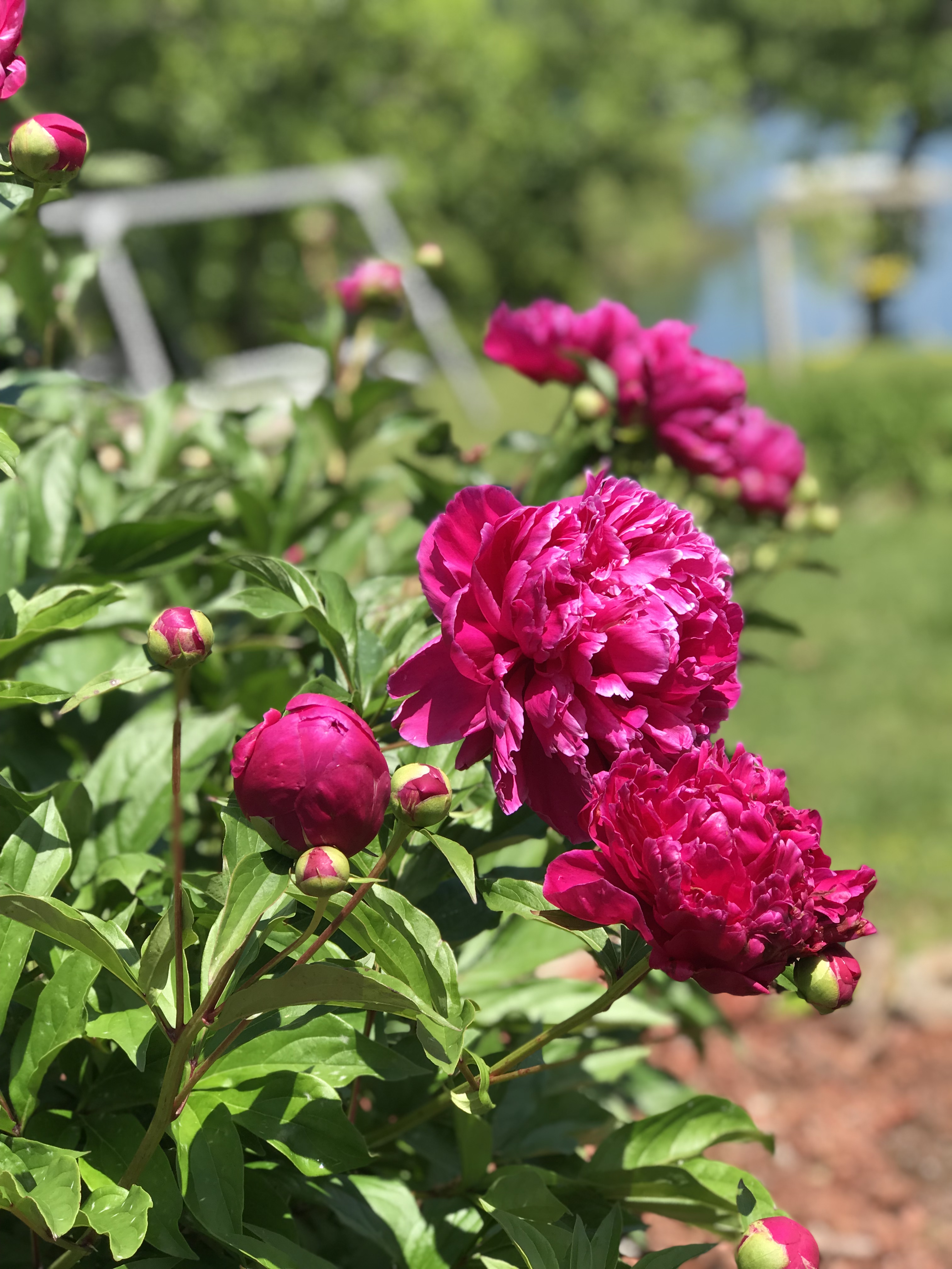 Spring flowers at the lake
