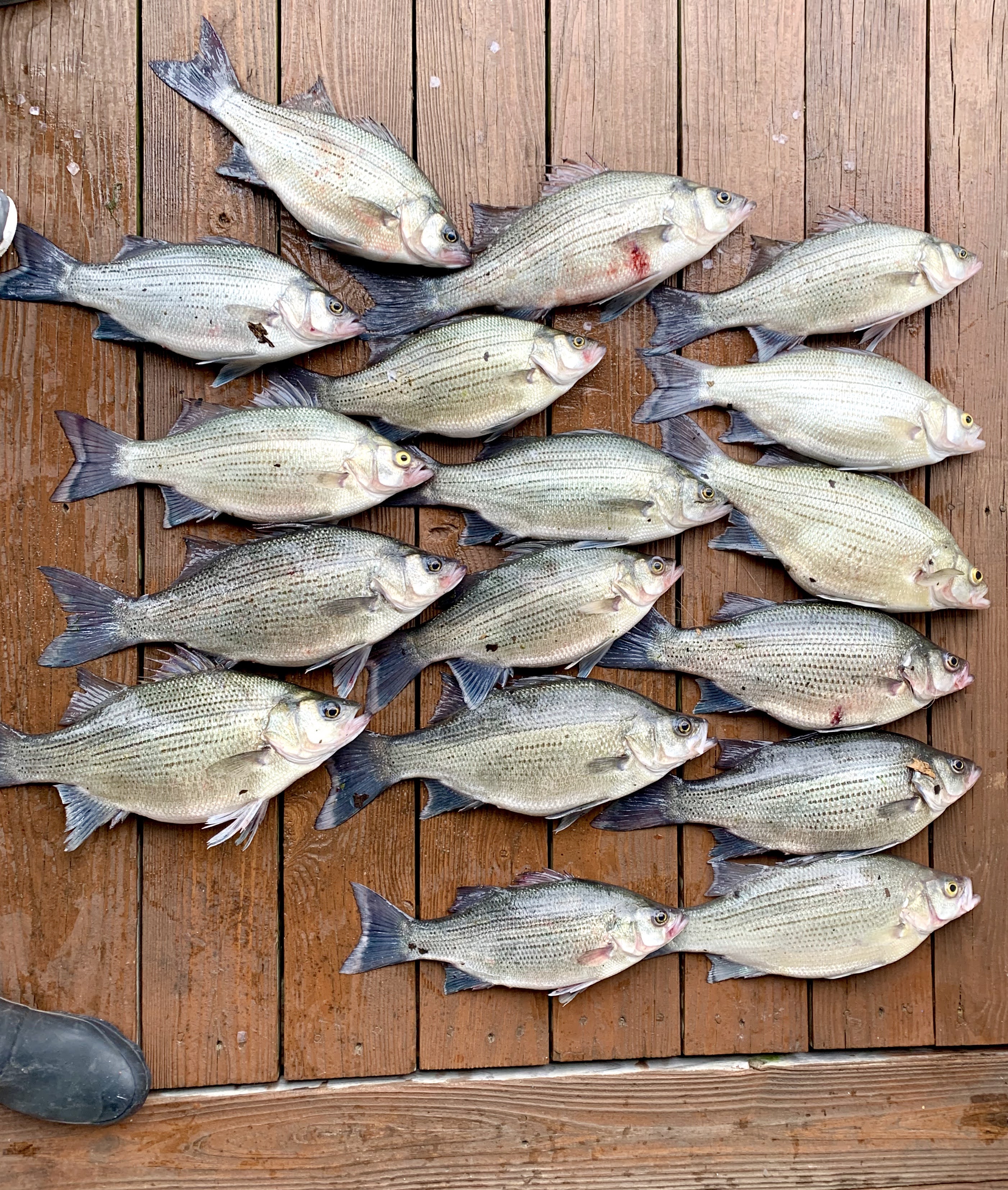 white bass table rock lake fishing