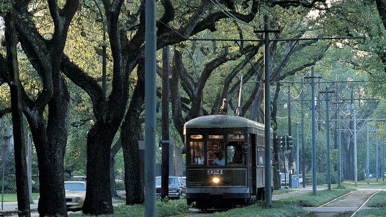 A streetcar travels down a tree-lined street.