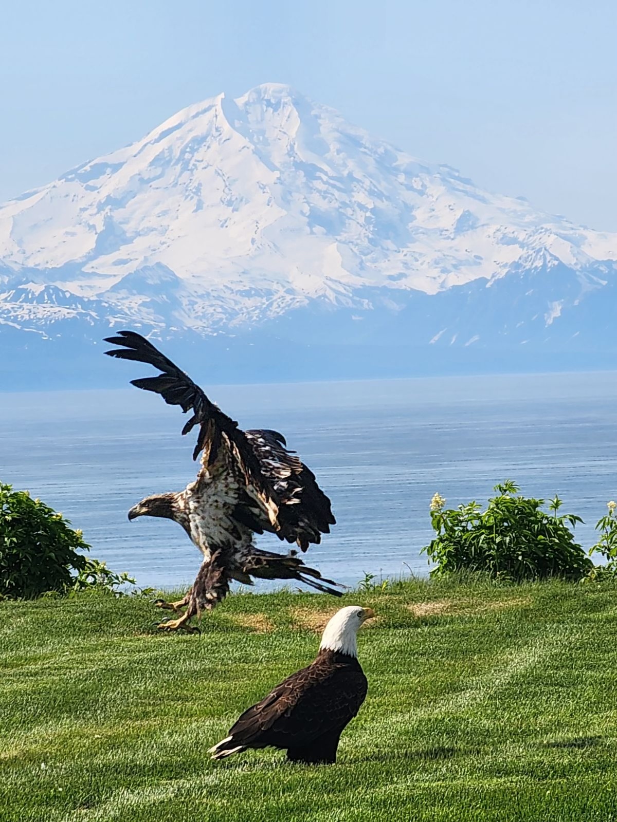 Bald eagles stop to visit us at Deep Creek lodge