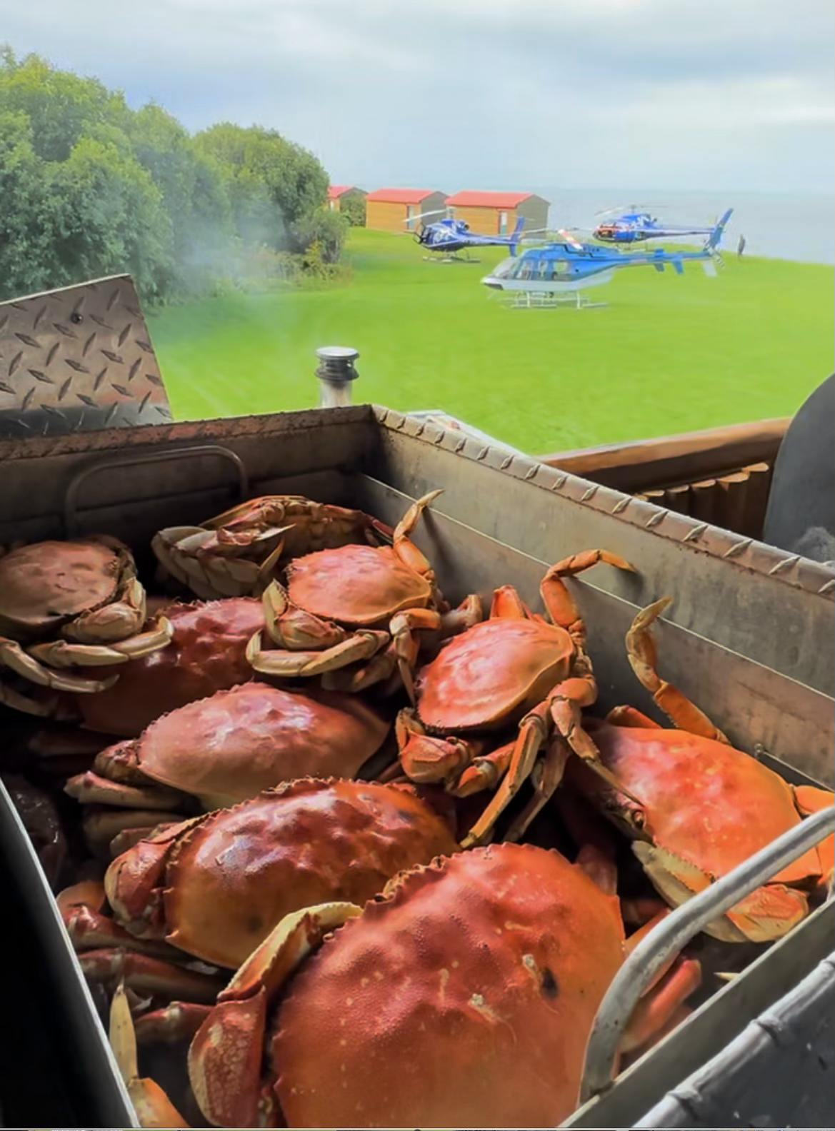 Dungeness crabs for lunch