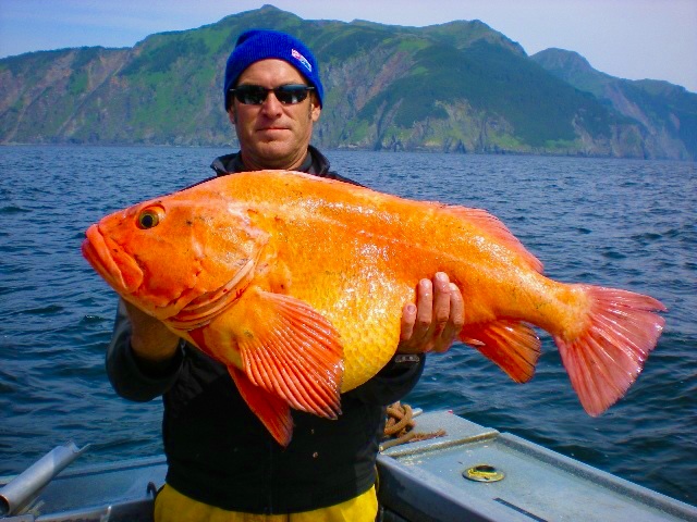 Fisherman posing with a monster yellow eye he caught while on a saltwater fishing trip with alaskafishinglodge
