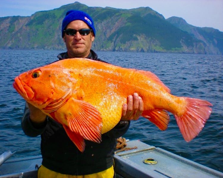Fisherman posing with a monster yellow eye he caught while on a saltwater fishing trip with alaskafishinglodge