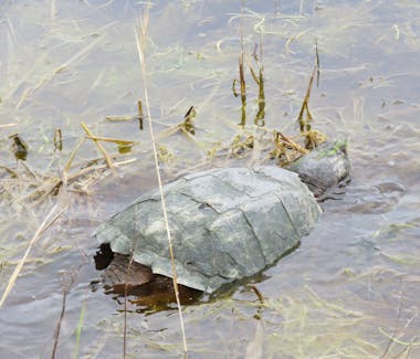 Snapping Turtle at the Chincoteague National Wildlife Refuge