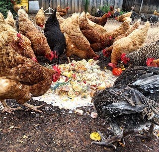 Free range chickens providing wonderful eggs for Wild Daisy farm cafe. zero food waste