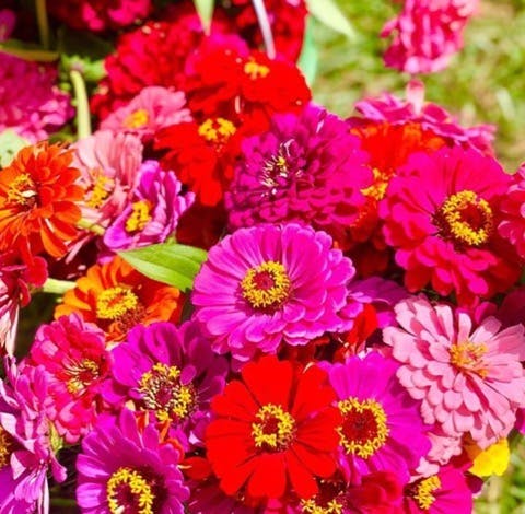zinnias available for pick your own flowers at wild daisy farm June through september