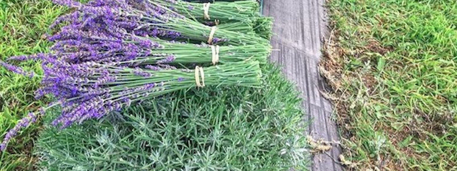 harvested lavender in our lavender fields at wild daisy farm