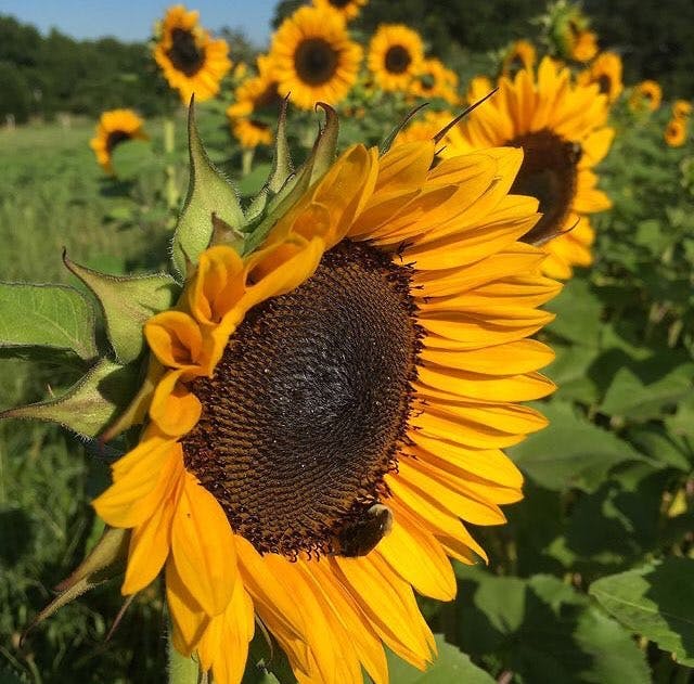 sunflower in our sunflower field at wild daisy farm. pick your own sunflowers from june through september at our flower farm