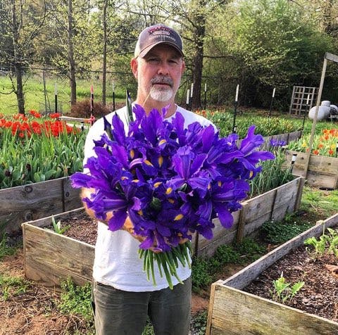 dutch iris grown on our flower farm