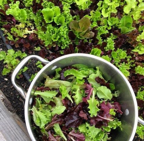 fresh lettuce grown for salads at wild daisy farm cafe. zero chemicals.