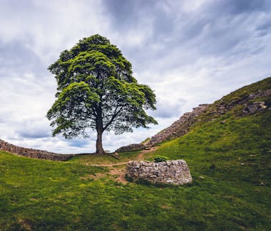Sycamore Gap - Hadrian's Wall near The Old School House in Haltwhistle, Northumberland