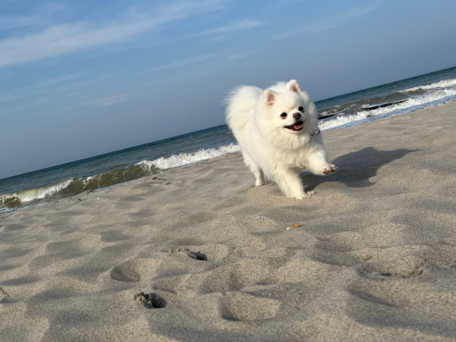 Hundestrand - die kleinen Vierbeiner sind bei uns herzlich Willkommen!