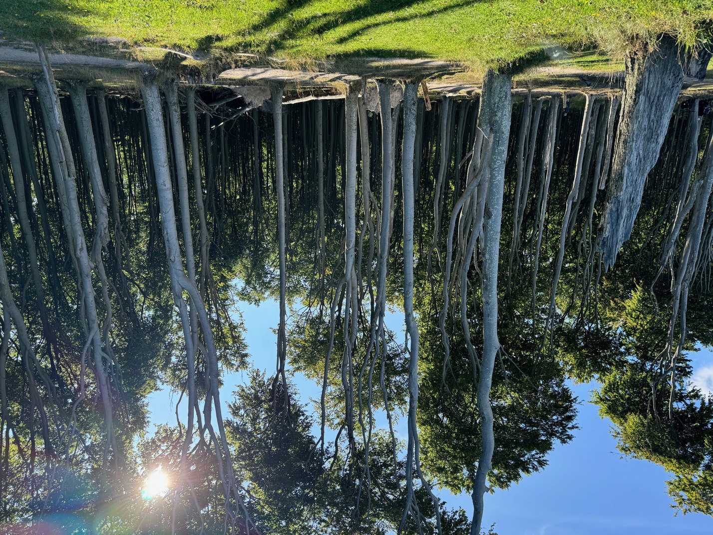 Gespensterwald Nienhagen 15 Min. per Rad