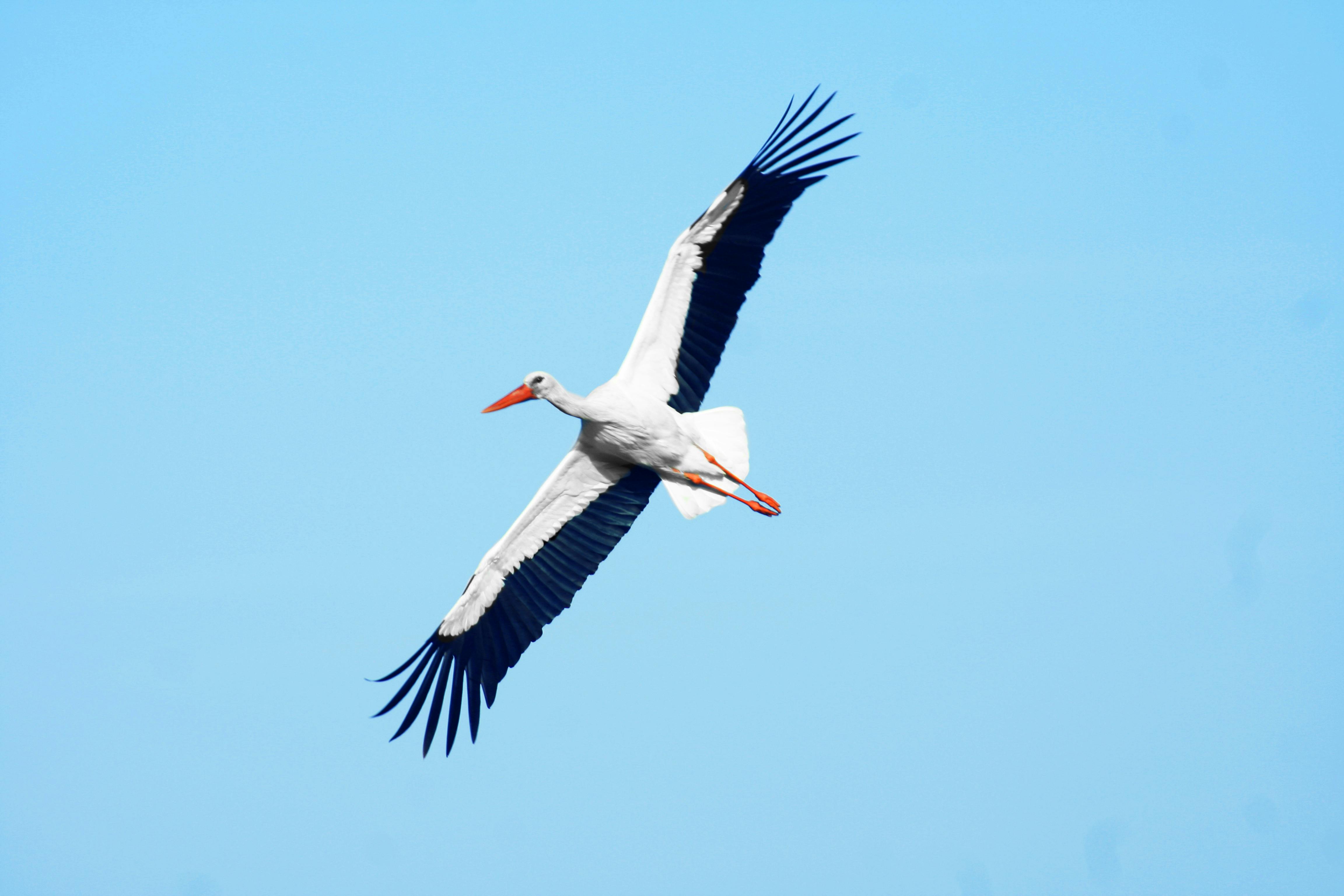Na Costa Vicentina pode avistar muitas espécies de aves. Alguma protegidas.