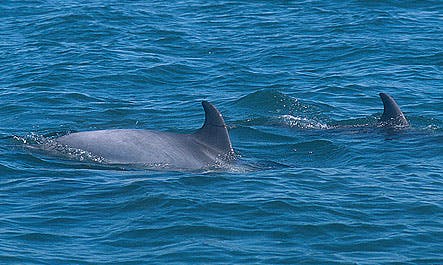 Na Costa Vicentina, faça passeios de barco e observe golfinhos.