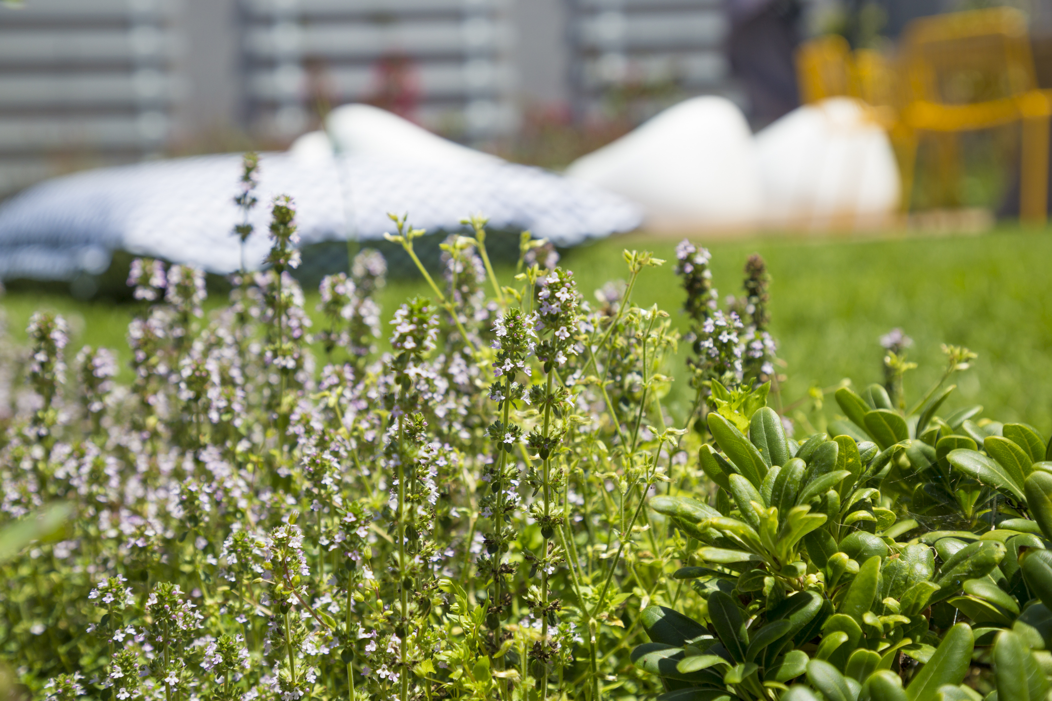 Cadeirões e um relvado aguardam-no no jardim do Hotel Alcatruz.
