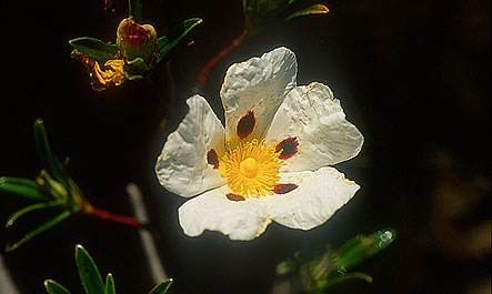 Na Costa Vicentina faça passeios no meio da natureza e aviste espécies protegidas.