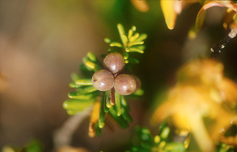 Na Costa Vicentina faça passeios no meio da natureza e aviste espécies protegidas.