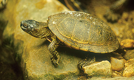 Na Costa Vicentina faça passeios no meio da natureza e aviste espécies protegidas.