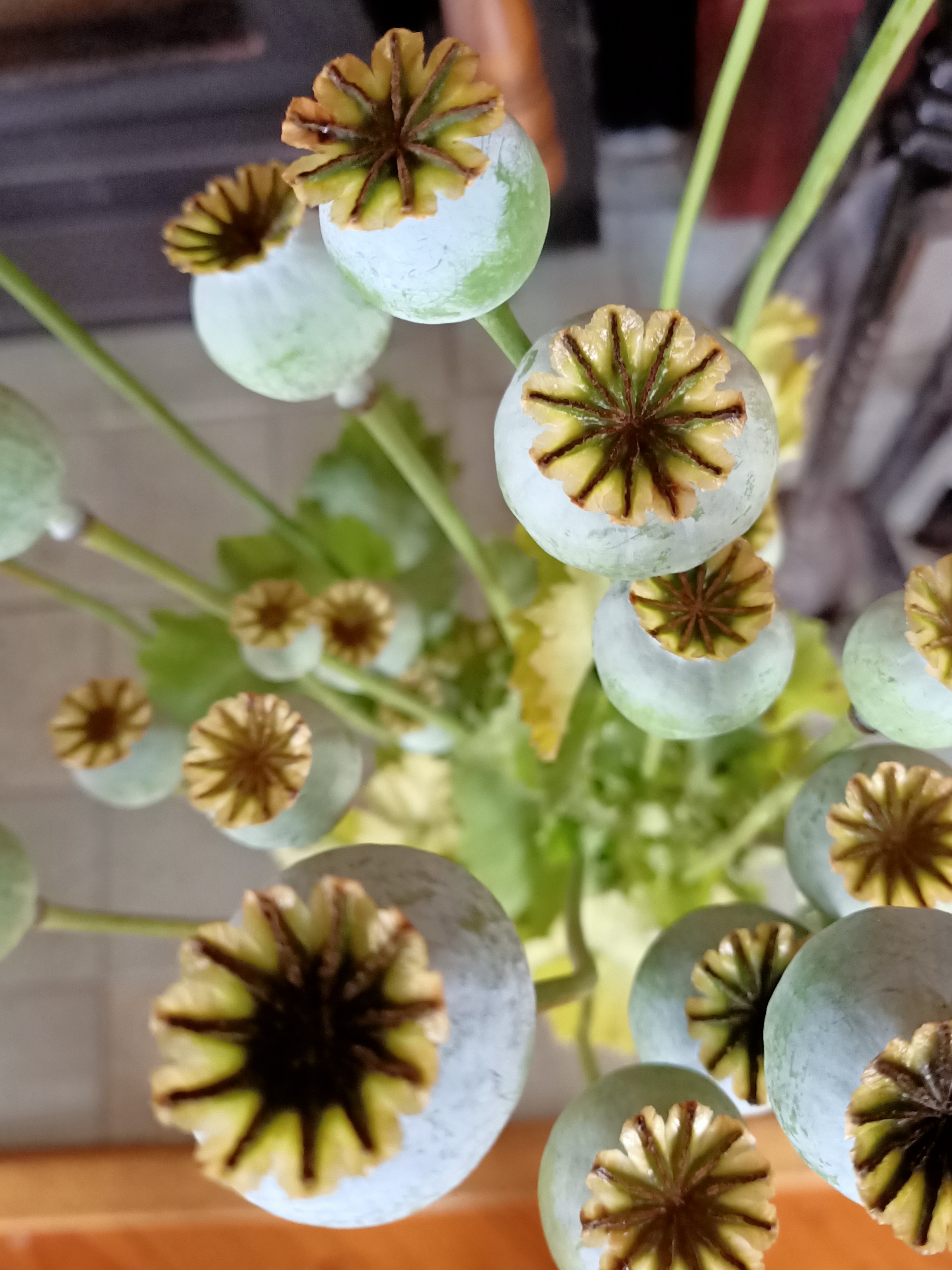 Urn-shaped poppy seed pods.