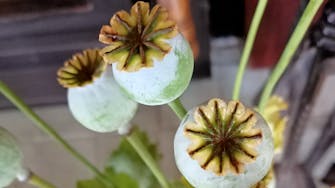 Urn-shaped poppy seed pods.