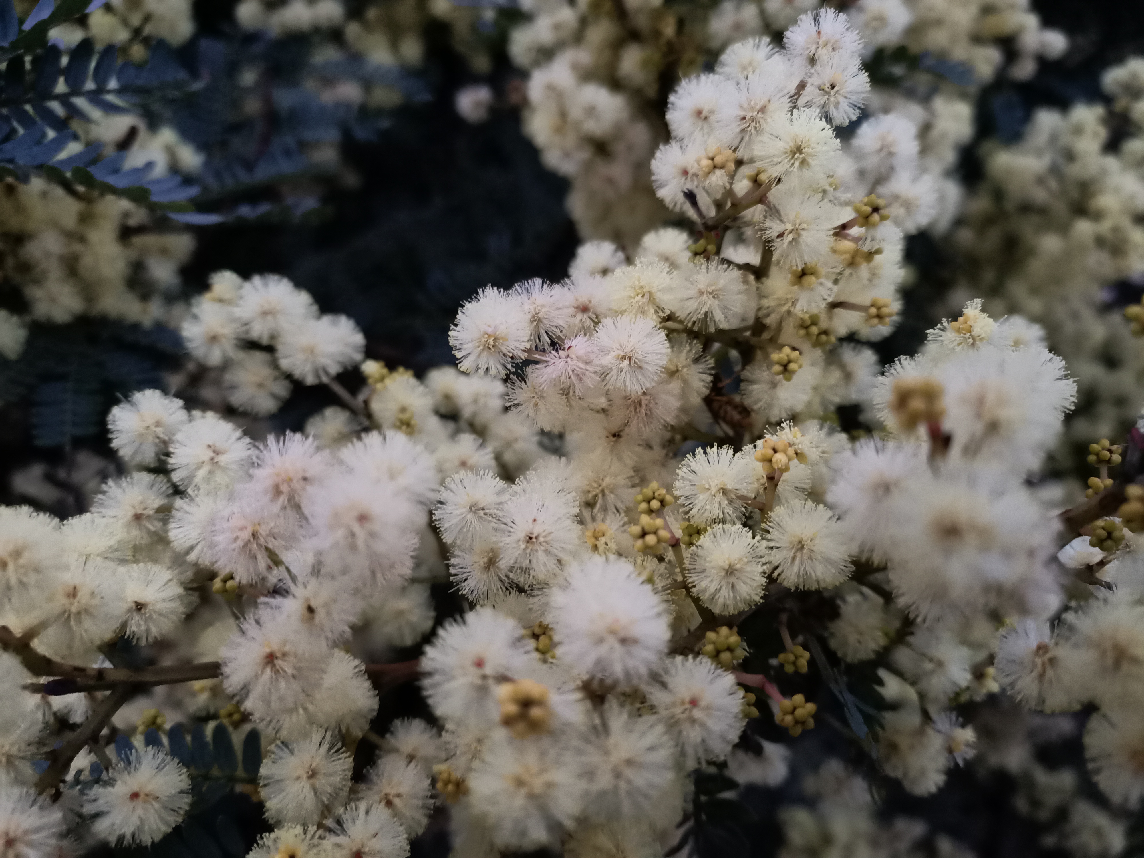Creamy gum tree flowers in Beaumaris.