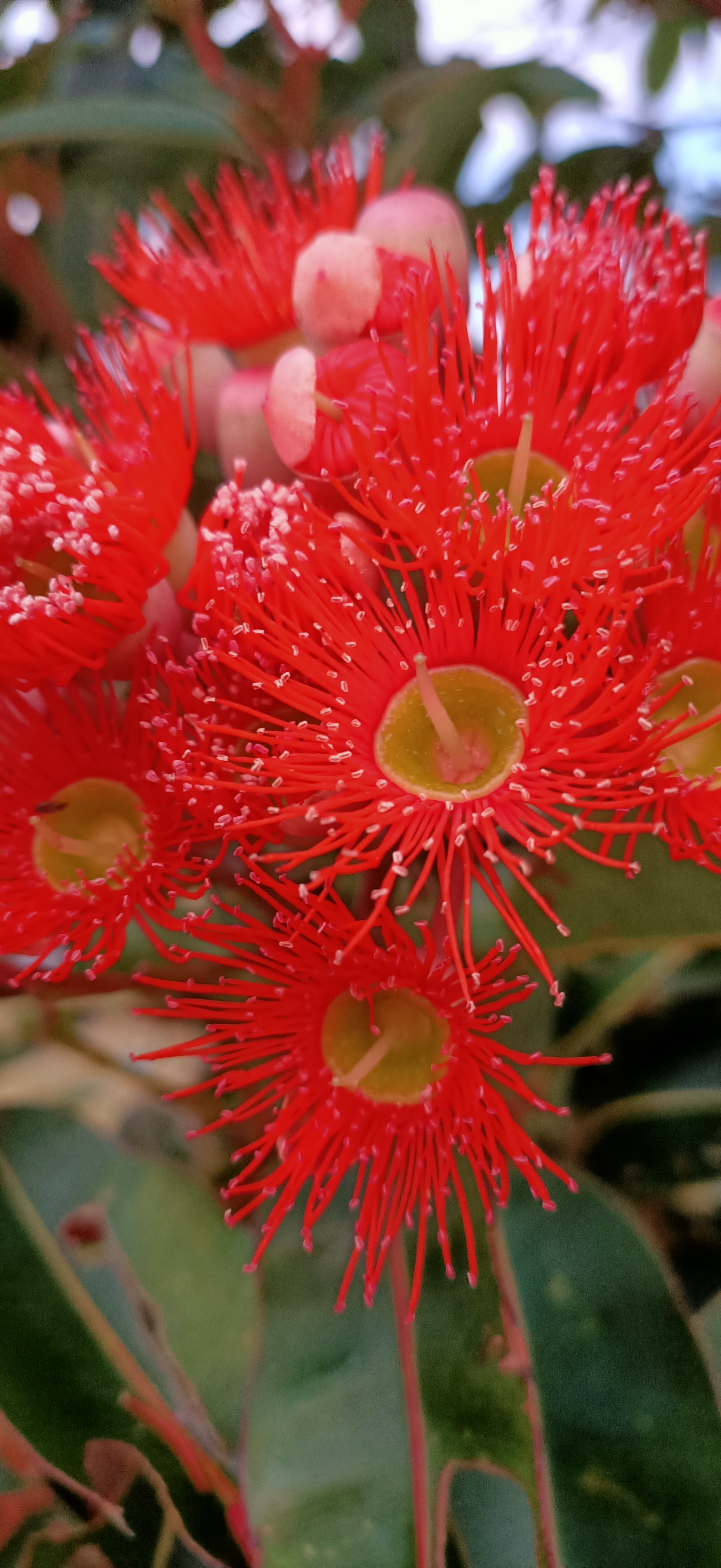 Large red eucalyptus flowers.