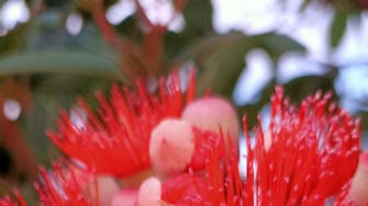 Large red eucalyptus flowers.