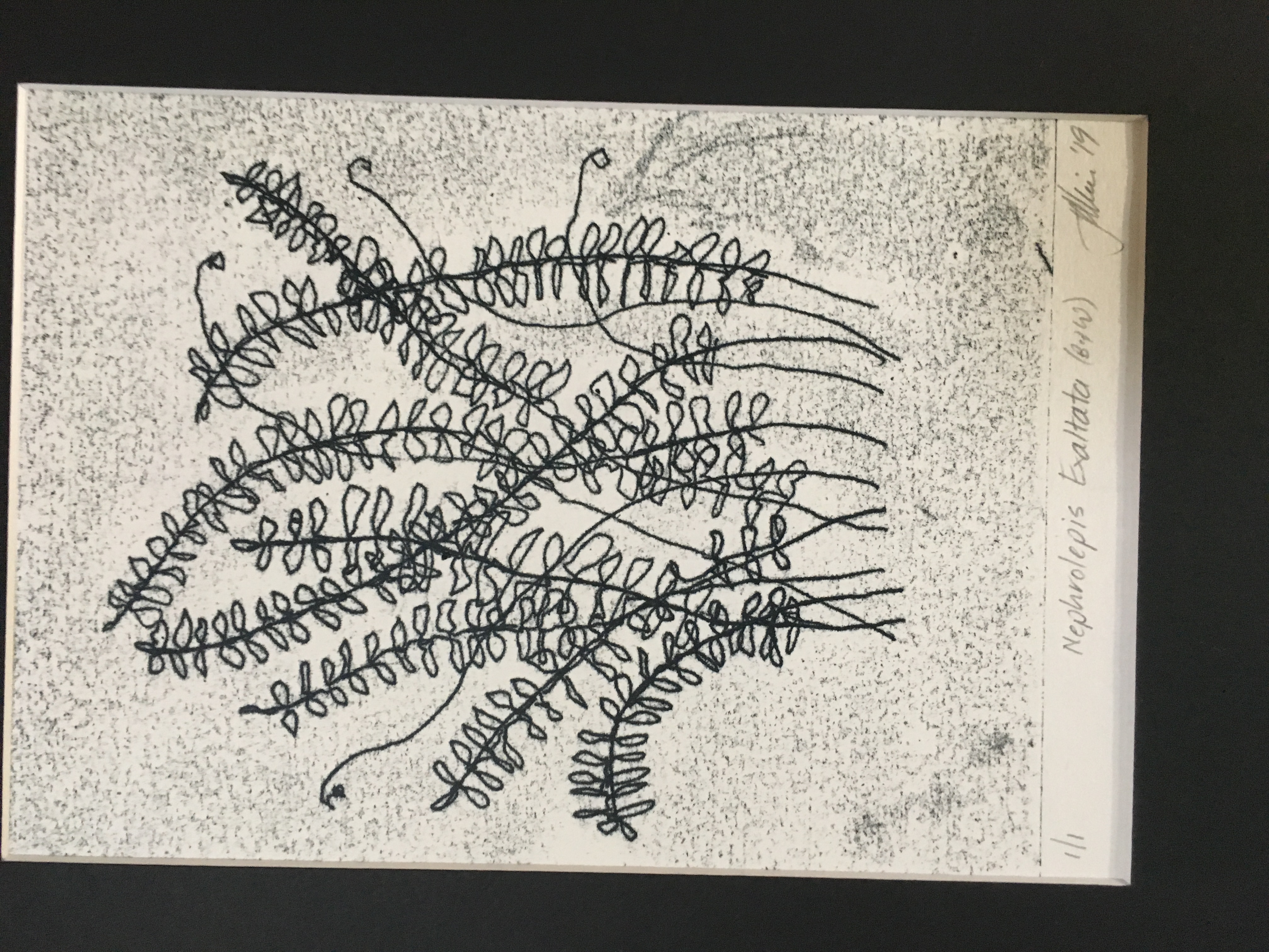 Print of plant leaves, in black ink on a white background.