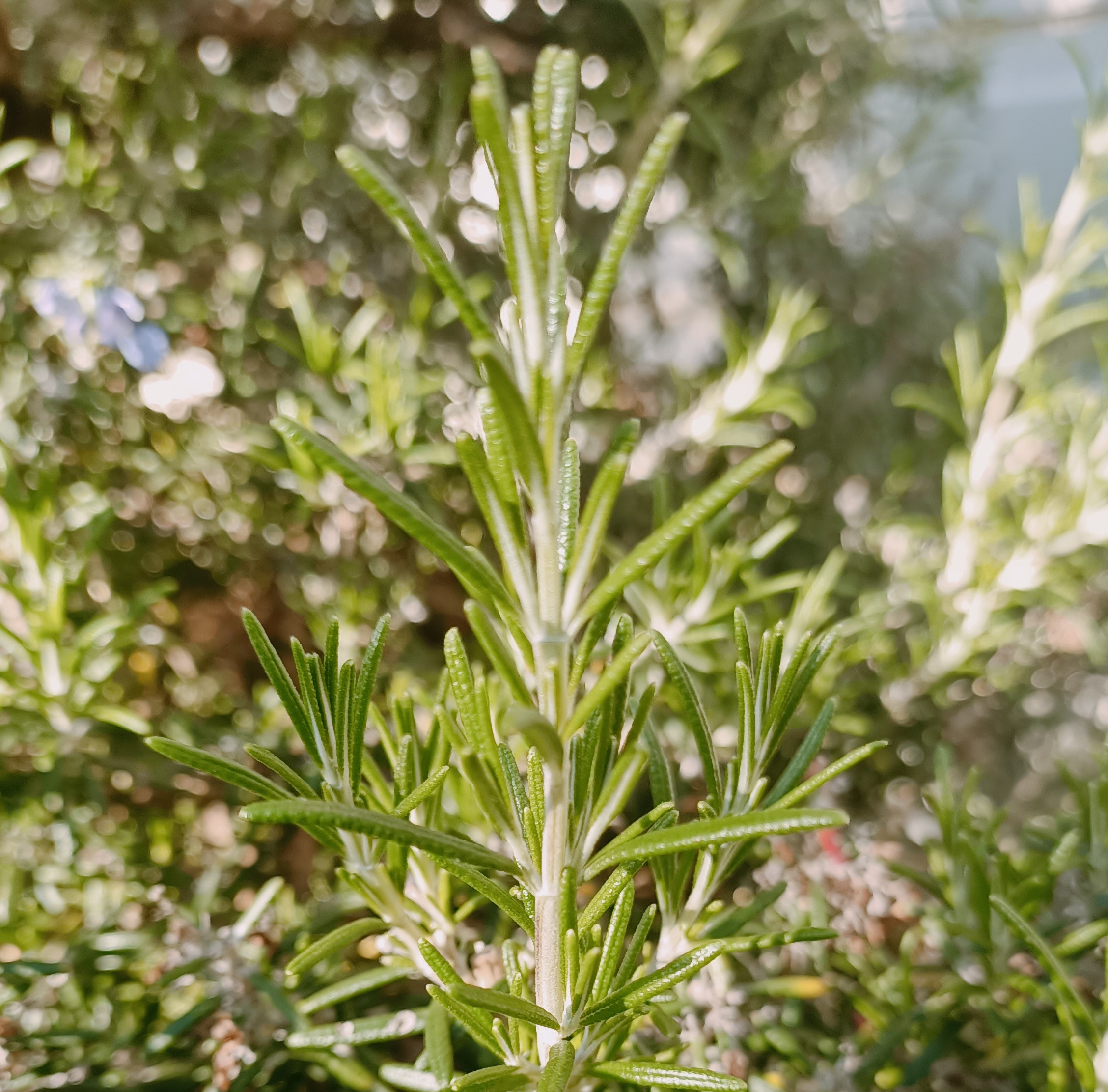 A sprig of rosemary in the sunlight.